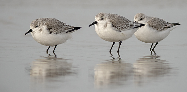 Sanderling_im_Sturm