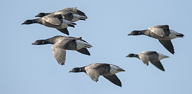 Ringelgänseflug Texel