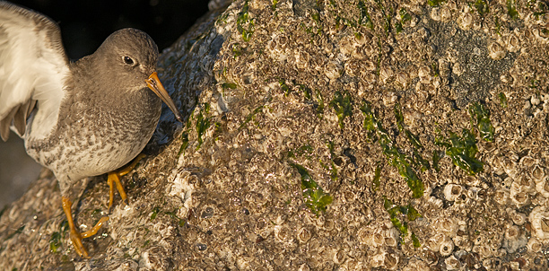 Meerstrandläufer_in_Gischt