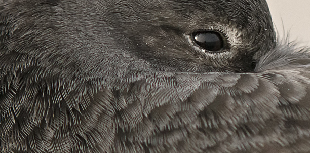 Meerstrandläufer_Portrait