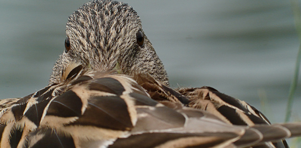 Ente