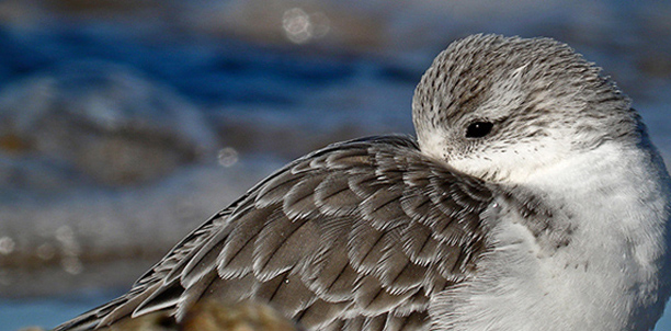 Sanderling