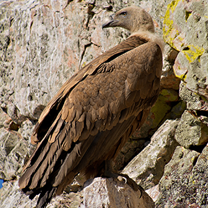 Geier in Wand