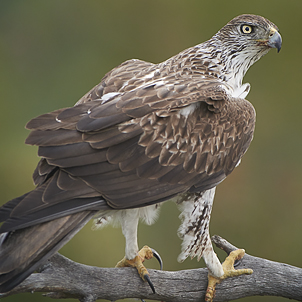 Bonelli Eagle / Habichtsadler