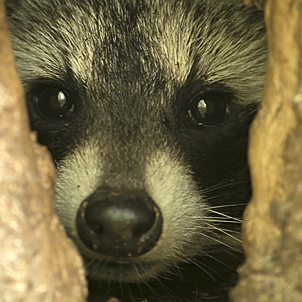 
Dieses Waschbärweibchen sucht nun seit 3 Jahren immer wieder "ihre" Wurfhöhle auf.
Sonnerverlauf und Belaubung im Wald erlauben aber nur für wenige Tage eine ansprechende Digiskopie.