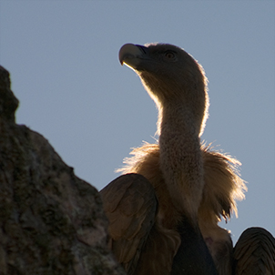 Gänsegeier im Gegenlicht
