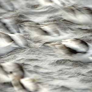 American Avocet